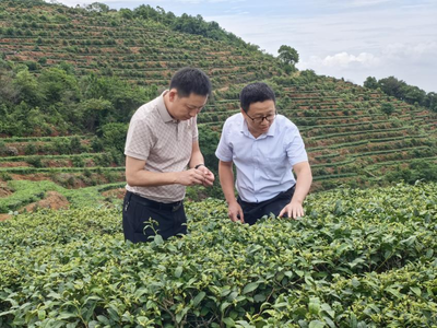 “科技特派员+”服务 助推茶园管理提质增效
